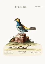 The Tit-mouse of Paradise, 1749-73